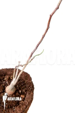 Entada Leptostachya -Green Haven Sales Store Entada Leptostachya 5