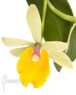 Orchid 'Epicattleya Rene Marques 'Flame Thrower''