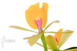 Orchid 'Epicattleya Rene Marques 'Flame Thrower'' -Green Haven Sales Store Epicattleya Rene Marques Flame Thrower 5