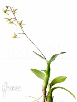 Orchid 'Epidendrum Aviculum'