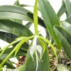 Orchid 'Epidendrum Ciliare'