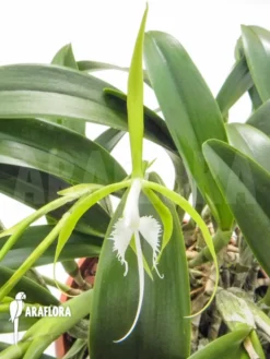 Orchid 'Epidendrum Ciliare'