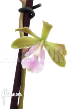 Orchid 'Epidendrum Floribundum'