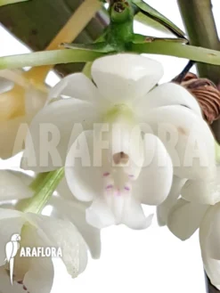 Orchid 'Epidendrum Hugomedinae'