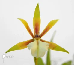 Orchid 'Encyclia Polybulbon'