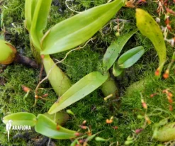 Orchid 'Encyclia Polybulbon' -Green Haven Sales Store Epidendrum polybulbon 2