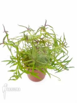 Orchid 'Epidendrum Porpax' -Green Haven Sales Store Epidendrum porpax 1