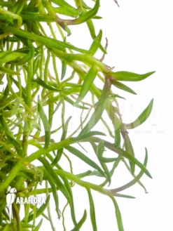 Orchid 'Epidendrum Porpax' -Green Haven Sales Store Epidendrum porpax 3