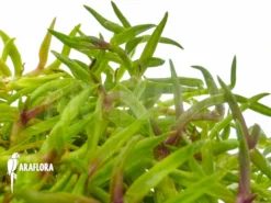 Orchid 'Epidendrum Porpax' -Green Haven Sales Store Epidendrum porpax 4