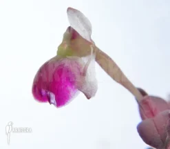 Orchid 'Epidendrum Porpax' 'Peperomia'