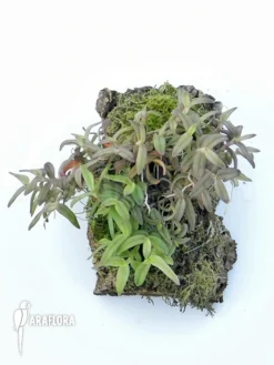 Orchid 'Epidendrum Porpax' 'Peperomia' -Green Haven Sales Store Epidendrum porpax Peperomia 2