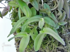 Orchid 'Epidendrum Porpax' 'Peperomia' -Green Haven Sales Store Epidendrum porpax Peperomia 3