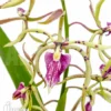 Orchid 'Epidendrum Prismatocarpum X Cochleatum'