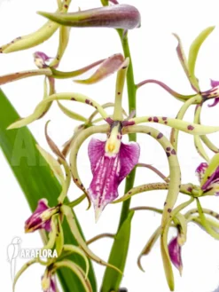 Orchid 'Epidendrum Prismatocarpum X Cochleatum'