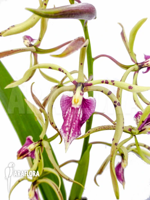 Orchid 'Epidendrum Prismatocarpum X Cochleatum' 1 Orchid 'Epidendrum Prismatocarpum X Cochleatum'