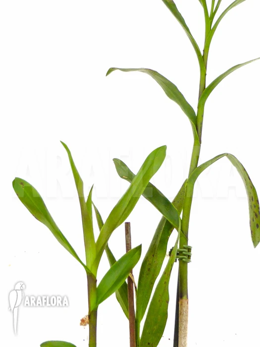 Orchid 'Epidendrum Pseudepidendrum' 1 Orchid 'Epidendrum Pseudepidendrum'