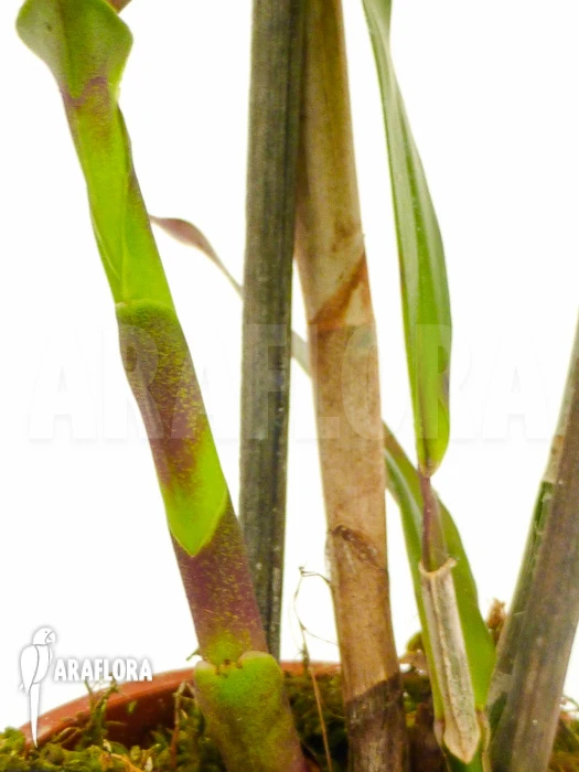 Orchid 'Epidendrum Pseudepidendrum' 2 Orchid 'Epidendrum Pseudepidendrum' - Image 2