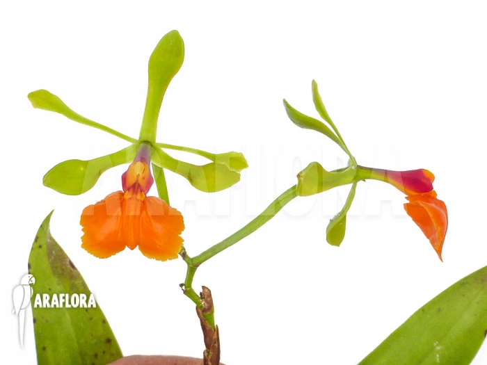 Orchid 'Epidendrum Pseudepidendrum' 4 Orchid 'Epidendrum Pseudepidendrum' - Image 4