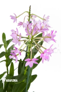 Orchid 'Epidendrum Radicans' 'Pink'