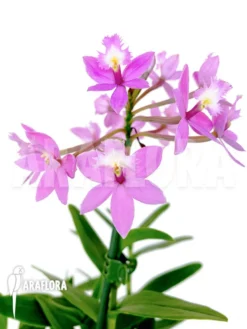 Orchid 'Epidendrum Radicans' 'Pink' -Green Haven Sales Store Epidendrum radicans Pink 3