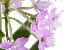 Orchid 'Epidendrum Radicans' 'Pink' -Green Haven Sales Store Epidendrum radicans Pink 4