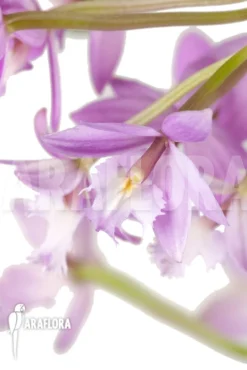 Orchid 'Epidendrum Radicans' 'Pink' -Green Haven Sales Store Epidendrum radicans Pink 5