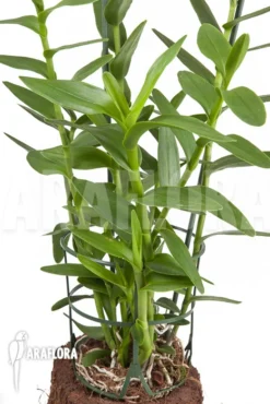 Orchid 'Epidendrum Radicans' 'Pink' -Green Haven Sales Store Epidendrum radicans Pink 6