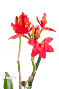 Orchid 'Epidendrum Radicans' 'Red'