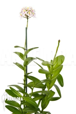 Orchid 'Epidendrum Radicans' 'White-ish' -Green Haven Sales Store Epidendrum radicans White ish 2