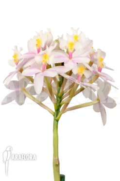 Orchid 'Epidendrum Radicans' 'White-ish' -Green Haven Sales Store Epidendrum radicans White ish 3