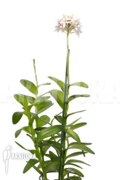 Orchid 'Epidendrum Radicans' 'White-ish' -Green Haven Sales Store Epidendrum radicans White ish 4