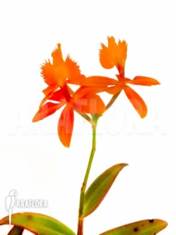 Orchid 'Epidendrum Radicans Orange'
