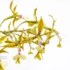 Orchid 'Epidendrum Stamfordianum'