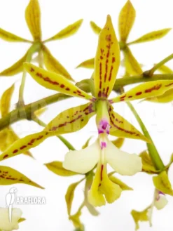 Orchid 'Epidendrum Stamfordianum' -Green Haven Sales Store Epidendrum stamfordianum 4