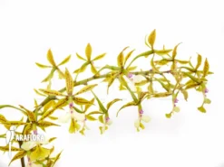 Orchid 'Epidendrum Stamfordianum' -Green Haven Sales Store Epidendrum stamfordianum 5