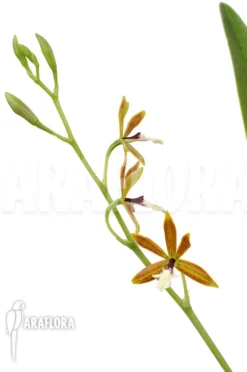 Orchid 'Epidendrum Vitellinum X Mich'