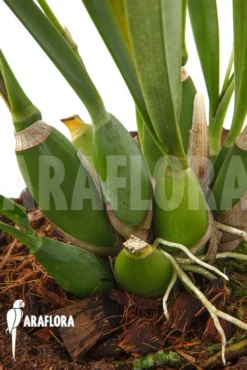 Orchid 'Epidendrum Vitellinum X Mich' -Green Haven Sales Store Epidendrum vitellinum x mich 3