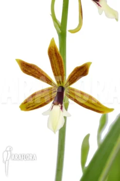 Orchid 'Epidendrum Vitellinum X Mich' -Green Haven Sales Store Epidendrum vitellinum x mich 4