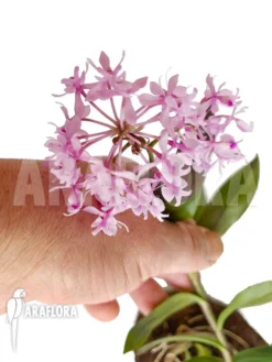 Orchid 'Epidendrum Anika Hassinger' -Green Haven Sales Store Epidendrum x Anika 3