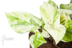 Epipremnum Pinnatum 'Marble Planet'