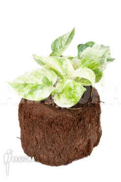 Epipremnum Pinnatum 'Marble Planet' -Green Haven Sales Store Epipremnum pinnatum Marble Planet 2