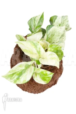 Epipremnum Pinnatum 'Marble Planet' -Green Haven Sales Store Epipremnum pinnatum Marble Planet 3