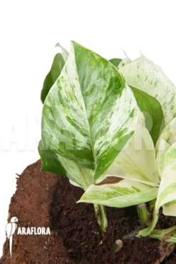 Epipremnum Pinnatum 'Marble Planet' -Green Haven Sales Store Epipremnum pinnatum Marble Planet 4