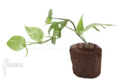 Epipremnum Pinnatum Cebu Blue -Green Haven Sales Store Epipremnum pinnatum thai Cebu blue 2