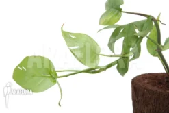 Epipremnum Pinnatum Cebu Blue -Green Haven Sales Store Epipremnum pinnatum thai Cebu blue 3