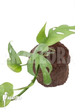 Epipremnum Pinnatum Cebu Blue -Green Haven Sales Store Epipremnum pinnatum thai Cebu blue 4