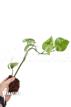 Epipremnum Pinnatum Cebu Blue -Green Haven Sales Store Epipremnum pinnatum thai Cebu blue 5