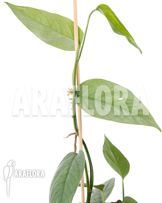 Epipremnum Pinnatum Cebu Blue Type B 1 Epipremnum Pinnatum Cebu Blue Type B