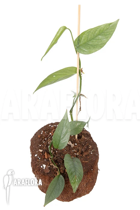 Epipremnum Pinnatum Cebu Blue Type B 2 Epipremnum Pinnatum Cebu Blue Type B - Image 2