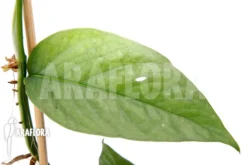 Epipremnum Pinnatum Cebu Blue Type B 7 Epipremnum Pinnatum Cebu Blue Type B -Green Haven Sales Store Epipremnum pinnatum thai Cebu blue Typeb 3